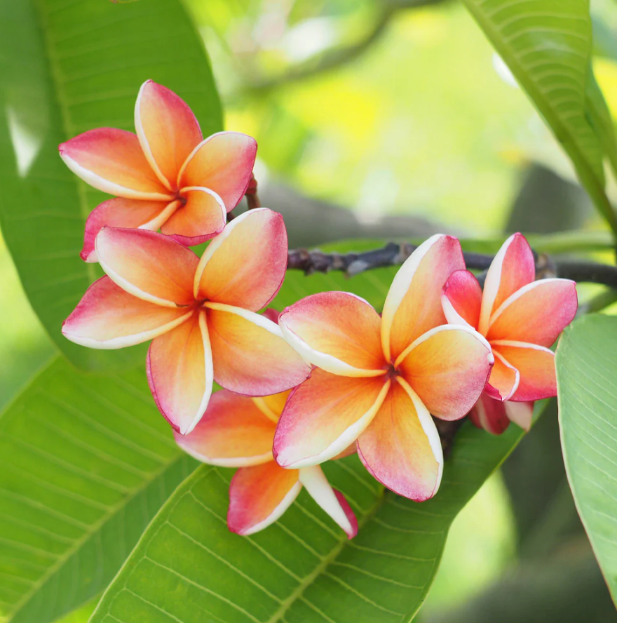 The Plumeria Inspiration: Exploring the Elegance of Classic White and Sunset Pink Jewellery